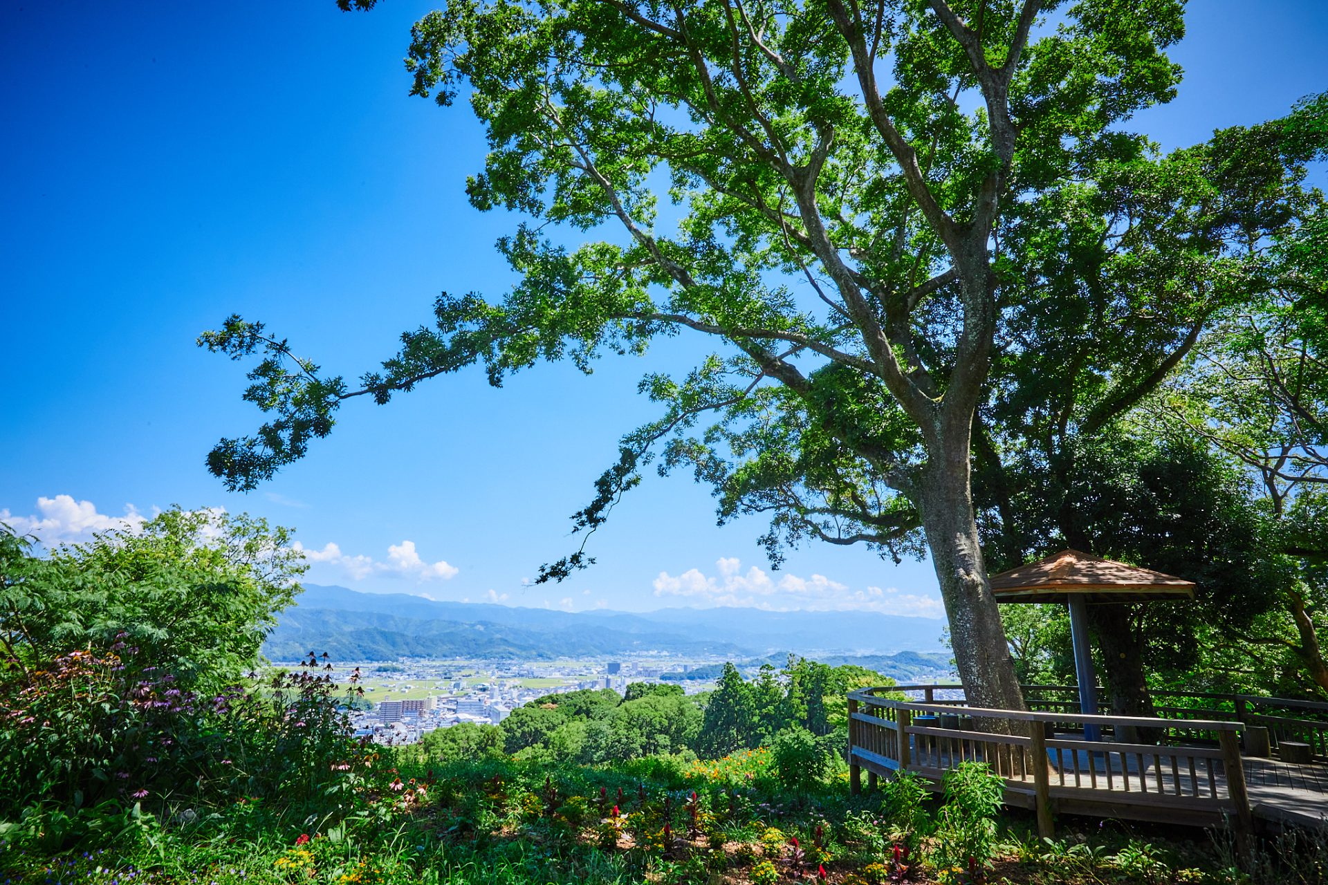 連続テレビ小説「らんまん」の舞台植物に囲まれる癒やされ高知旅