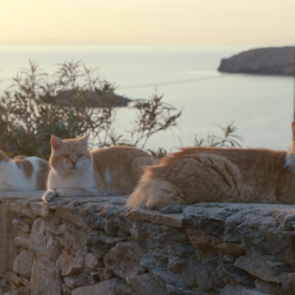 We Love Cats! 〜猫と人間の幸せな関係〜