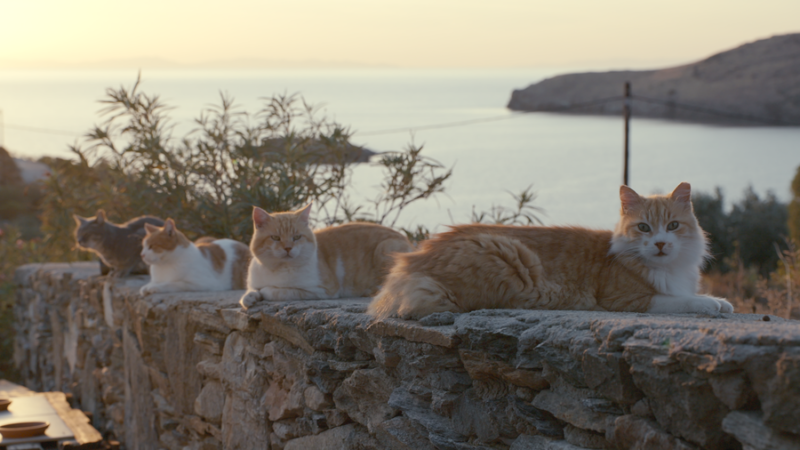 We Love Cats! 〜猫と人間の幸せな関係〜