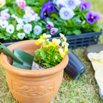 【ガーデニング】「春の花」おすすめ6選
苗を買えば、すぐ楽しめる！