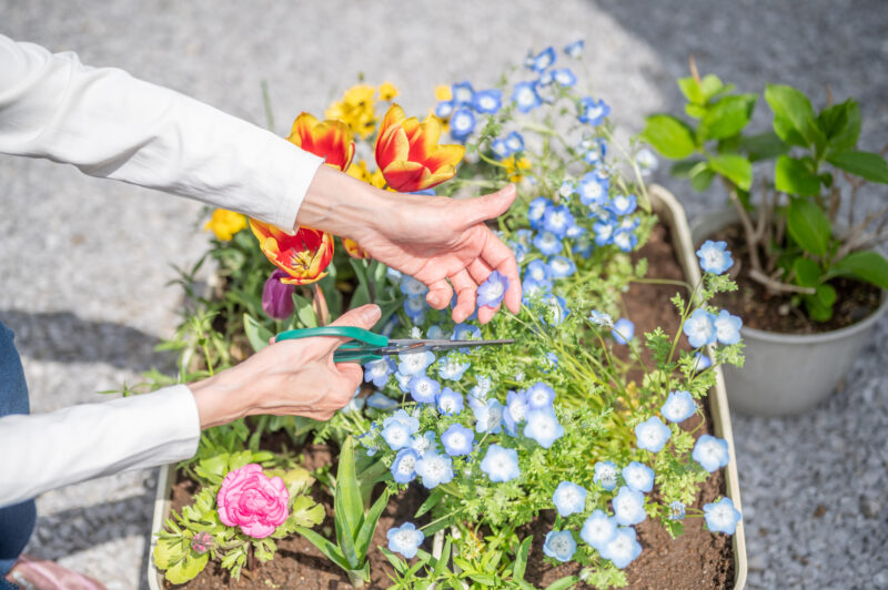 肺MAC症を引き起こす菌は水回りや土の中などに存在