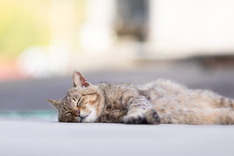 田代島（猫島）の猫たち【50代カメラ女子の猫日記】