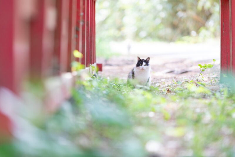 田代島（猫島）の猫たち【50代カメラ女子の猫日記】