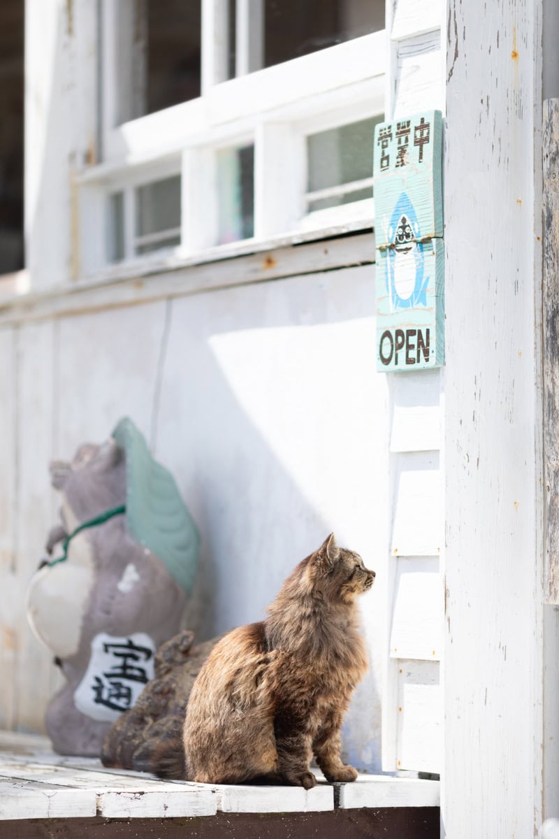 田代島（猫島）の猫たち【50代カメラ女子の猫日記】