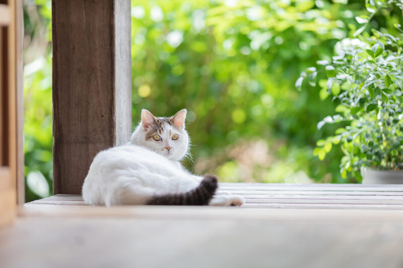 50代カメラ女子の猫日記