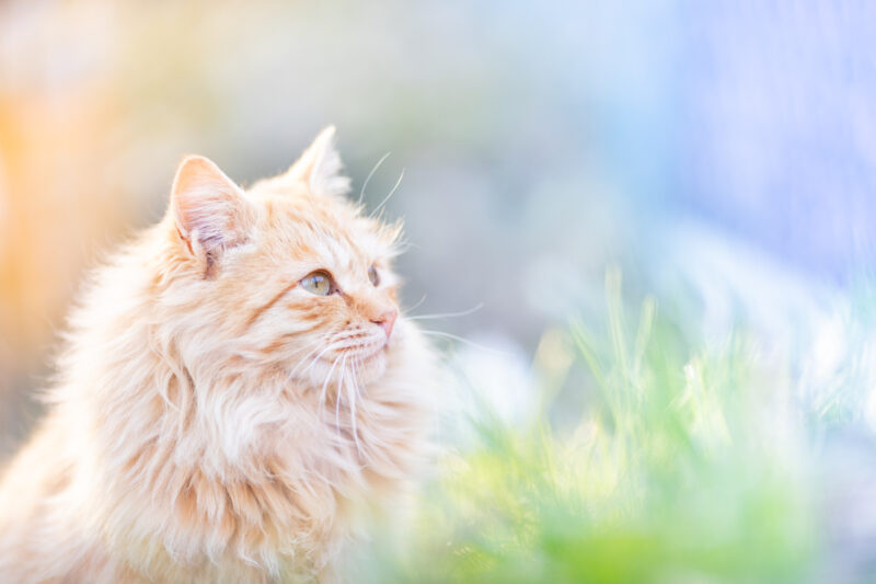 50代カメラ女子の猫日記