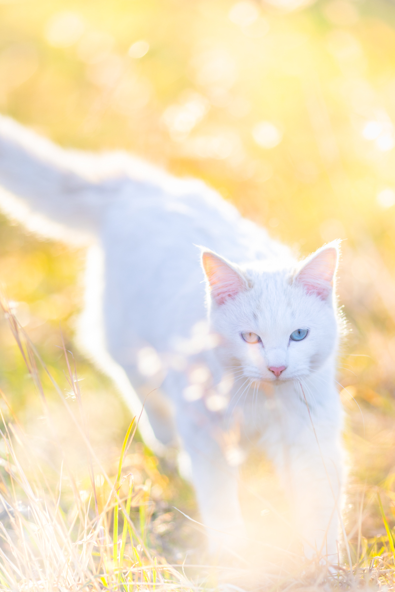 50代カメラ女子の猫日記