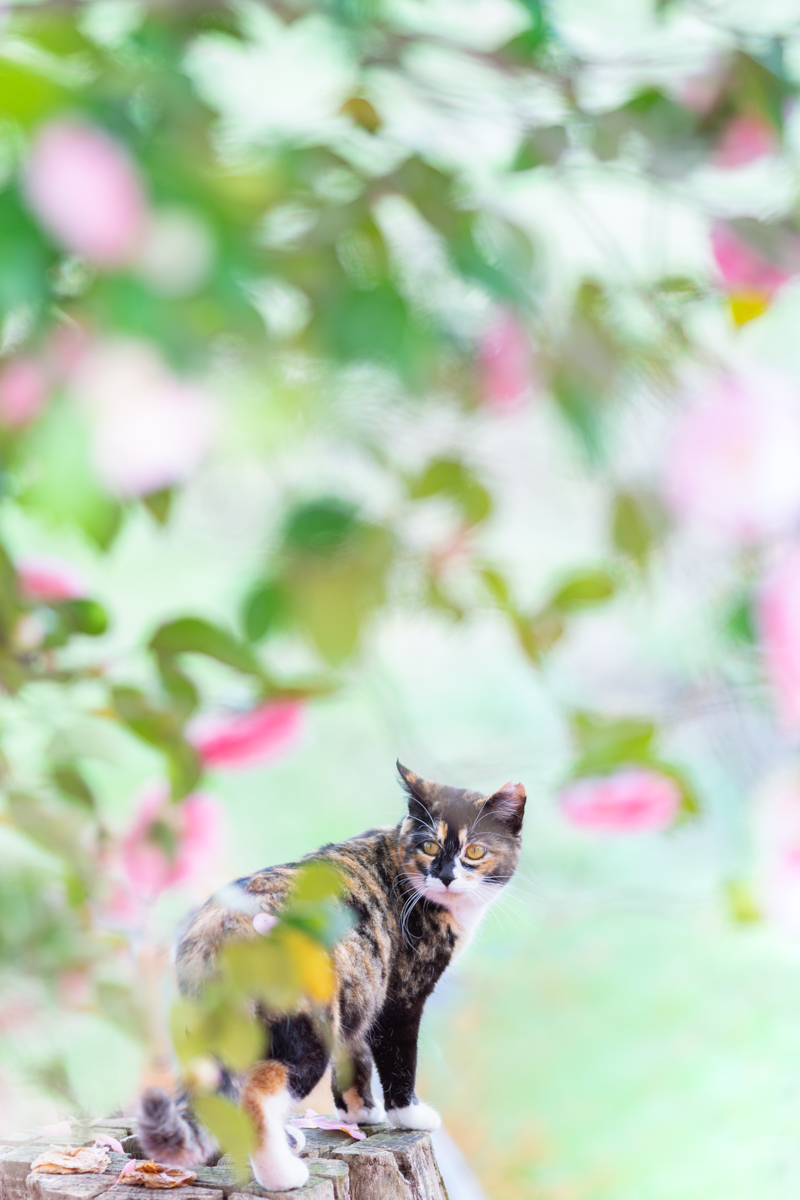 50代カメラ女子の猫日記