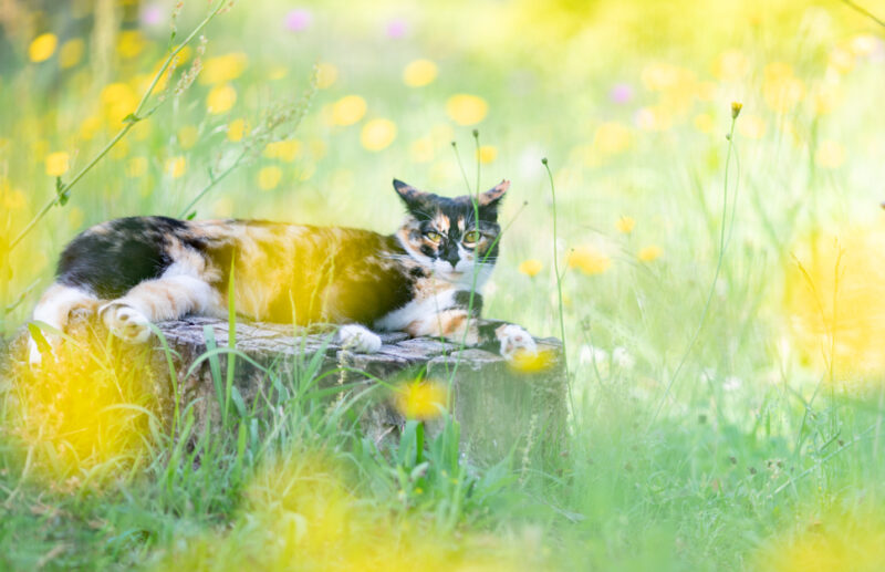 50代カメラ女子の猫日記