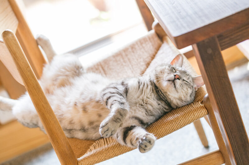 50代カメラ女子の猫日記