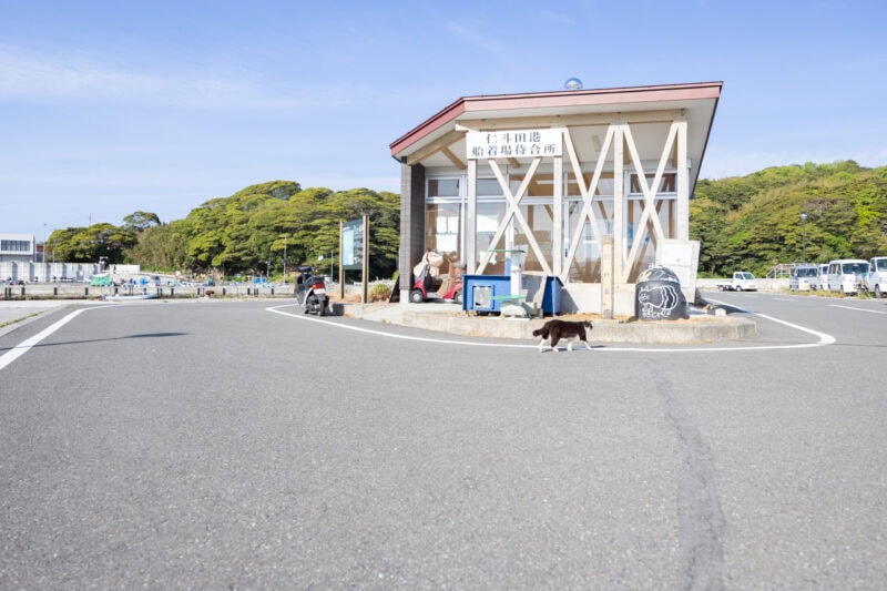 田代島（猫島）の猫たち【50代カメラ女子の猫日記】