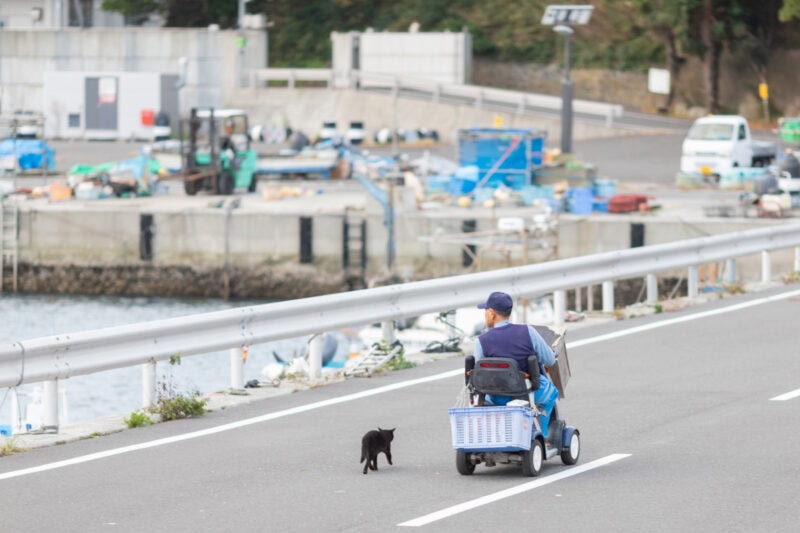 50代カメラ女子の猫日記