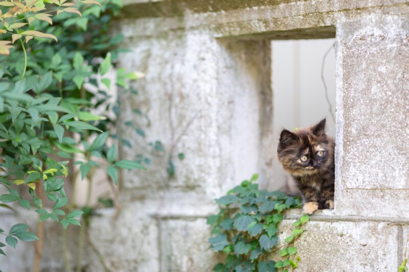 50代カメラ女子の猫日記