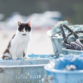 【50代カメラ女子の猫日記】
猫島の魅力とは？ 
リアル宿泊レポートをお届け！