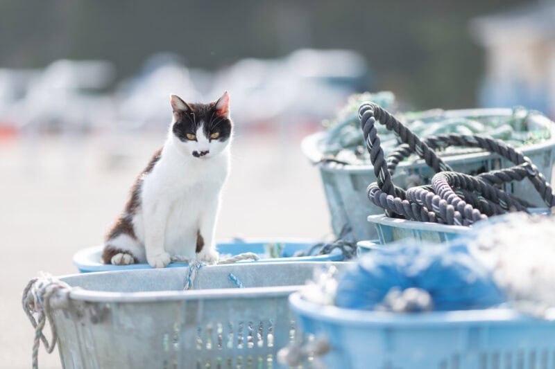 50代カメラ女子の猫日記