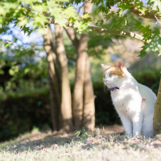 松山庭園美術館