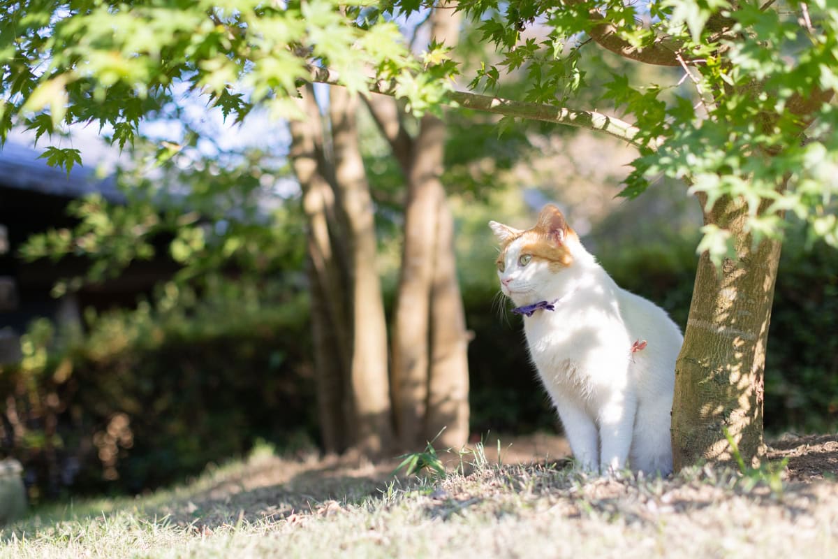 松山庭園美術館