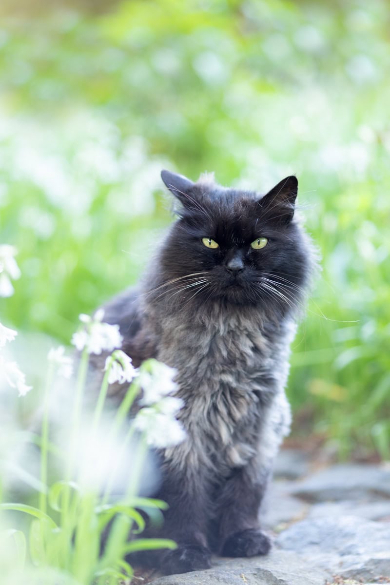「ドリプレ・ローズガーデン」の猫