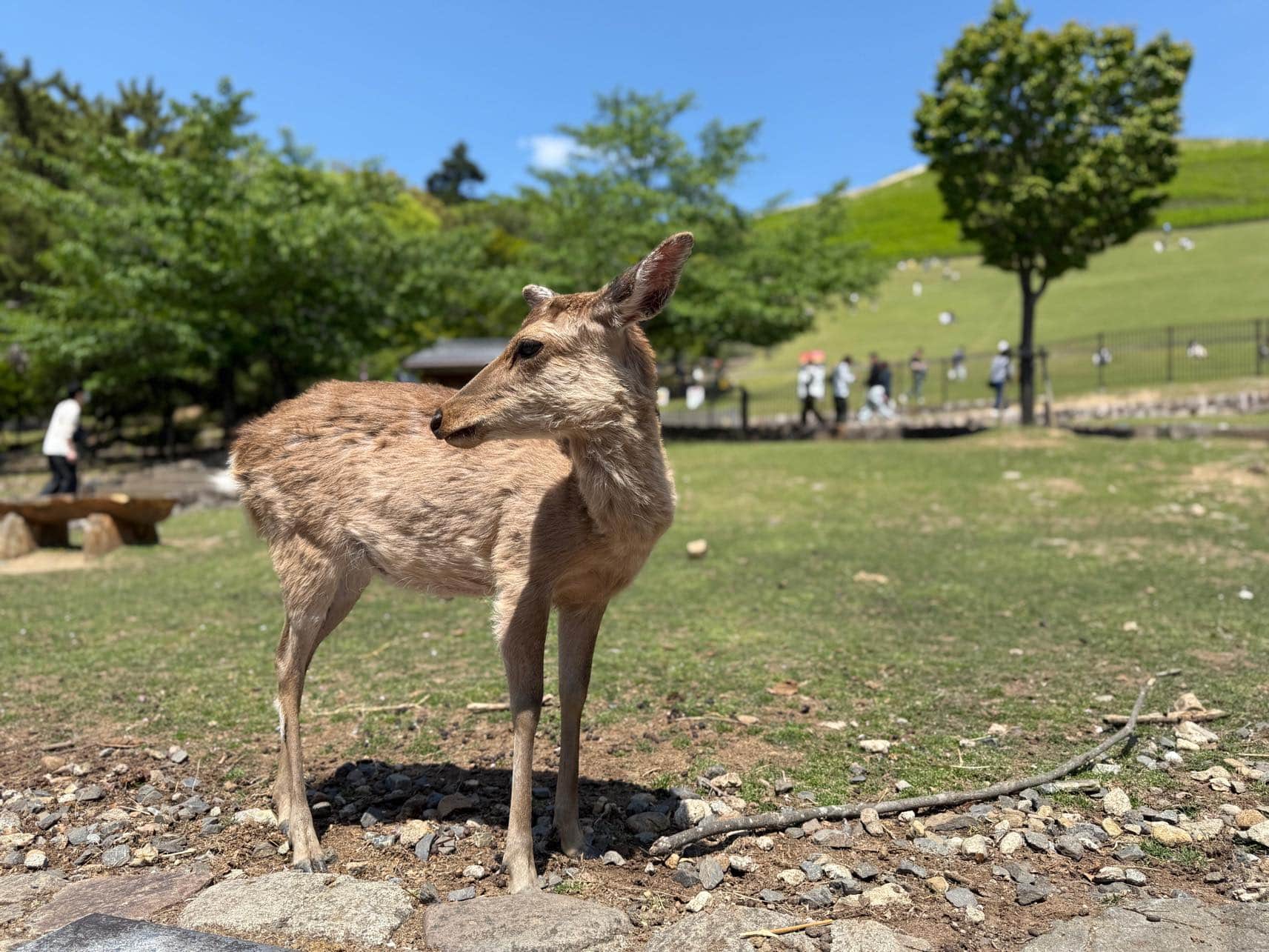 奈良_サトリデザイン