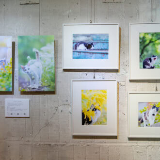 「ネコの写真展 静岡呉服町」