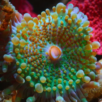 色鮮やかで奇妙な生き物たちの姿をとらえた『パフ －サンゴ礁の神秘－』。Netflixで独占配信中