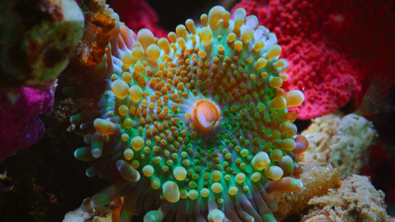 色鮮やかで奇妙な生き物たちの姿をとらえた『パフ －サンゴ礁の神秘－』。Netflixで独占配信中