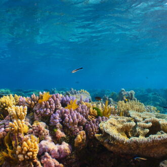 オーストラリアのグレートバリアリーフに生息する小さな生き物たちの世界に迫るドキュメンタリー。Netflix映画『パフ －サンゴ礁の神秘－』独占配信中