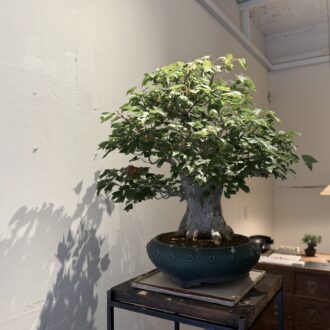 塩津植物研究所_森岡書店03