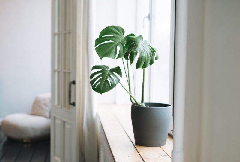 観葉植物を取り入れる