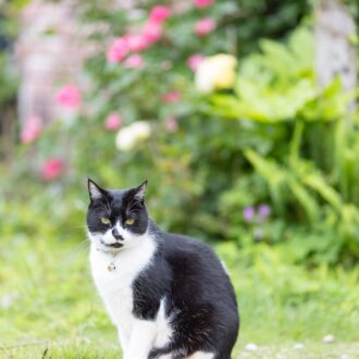 猫宿ペンション アトカ