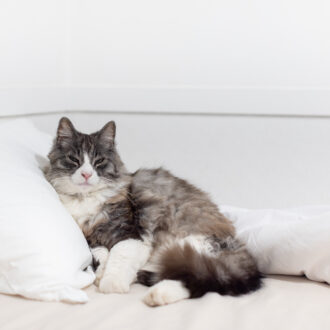 猫宿ペンション アトカ