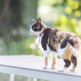 猫宿ペンション アトカ