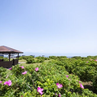 立待岬