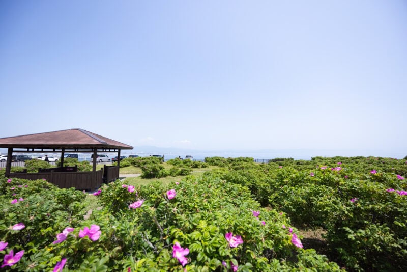 立待岬