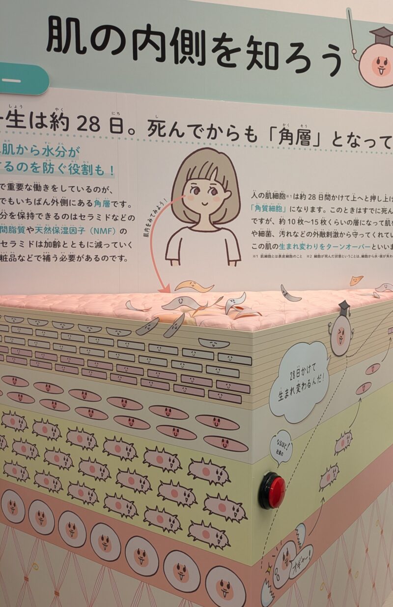 50代の肌の美しさは肌内部の構造が大事