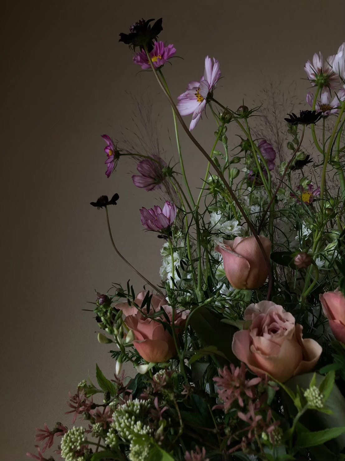 自然のコスモスを、チョコレートコスモス、クリスマスブッシュ、フジバカマとともに