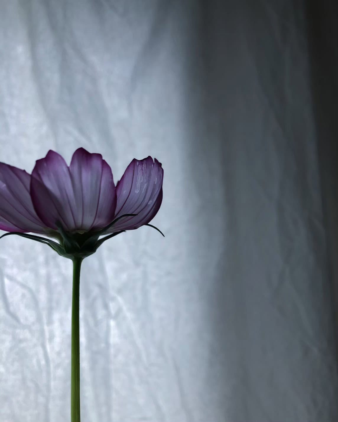 薄い花びらが光に透ける様子が可憐で清楚なコスモス