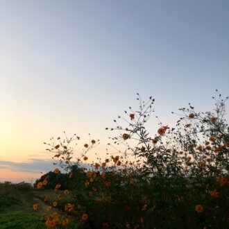 コスモスに秋の気配を感じる