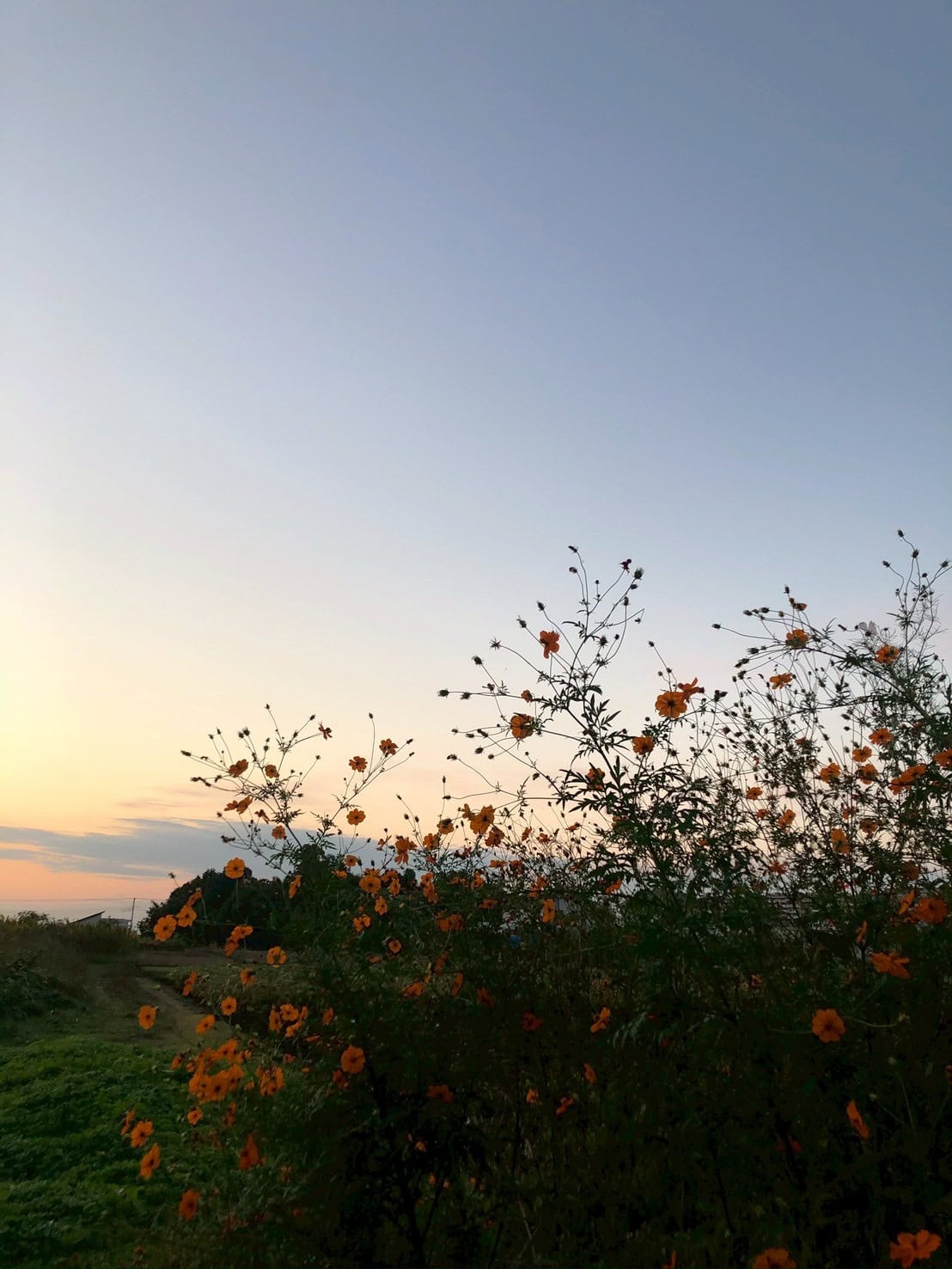 コスモスに秋の気配を感じる
