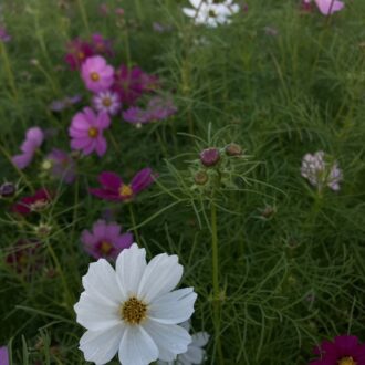 道端や川沿いに咲く自然のコスモス