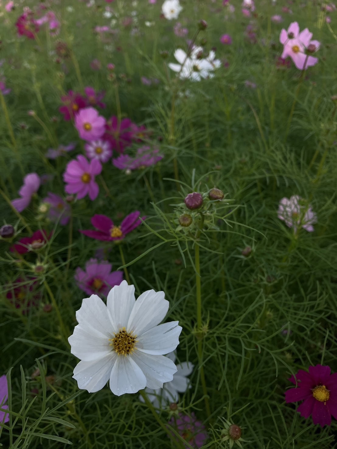 道端や川沿いに咲く自然のコスモス