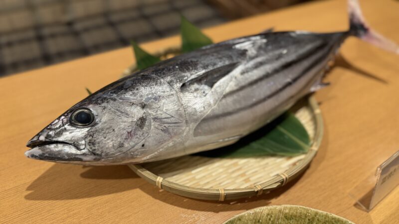 まるまる太ったかつお