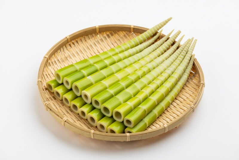 四方竹