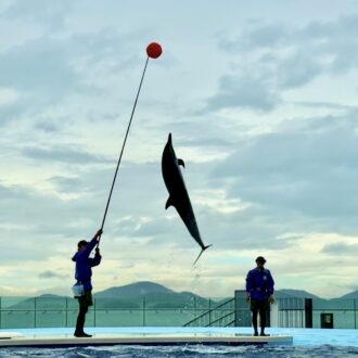 四国水族館　イルカプレイングタイム