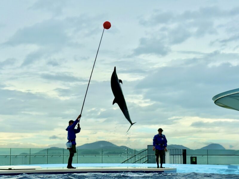 四国水族館　イルカプレイングタイム