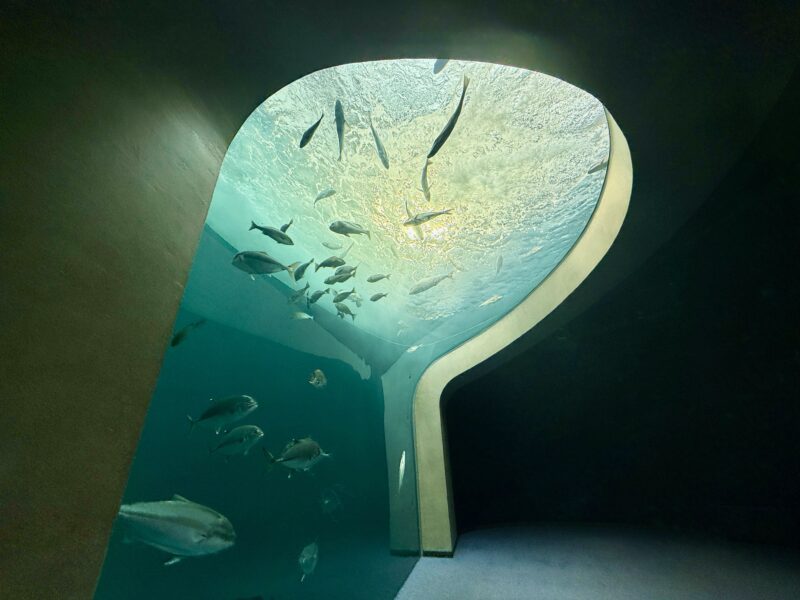 四国水族館　渦潮の景