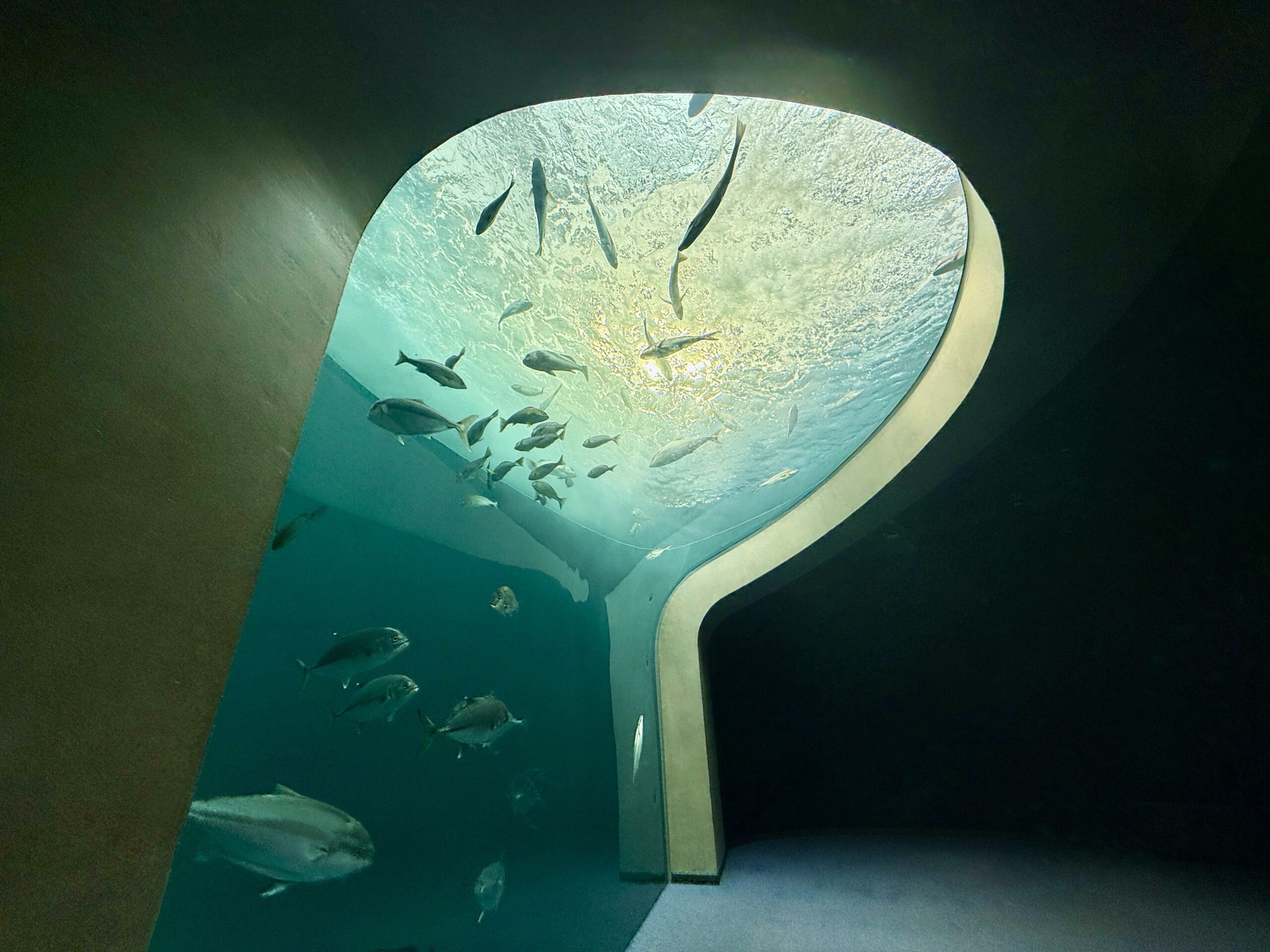 四国水族館　渦潮の景