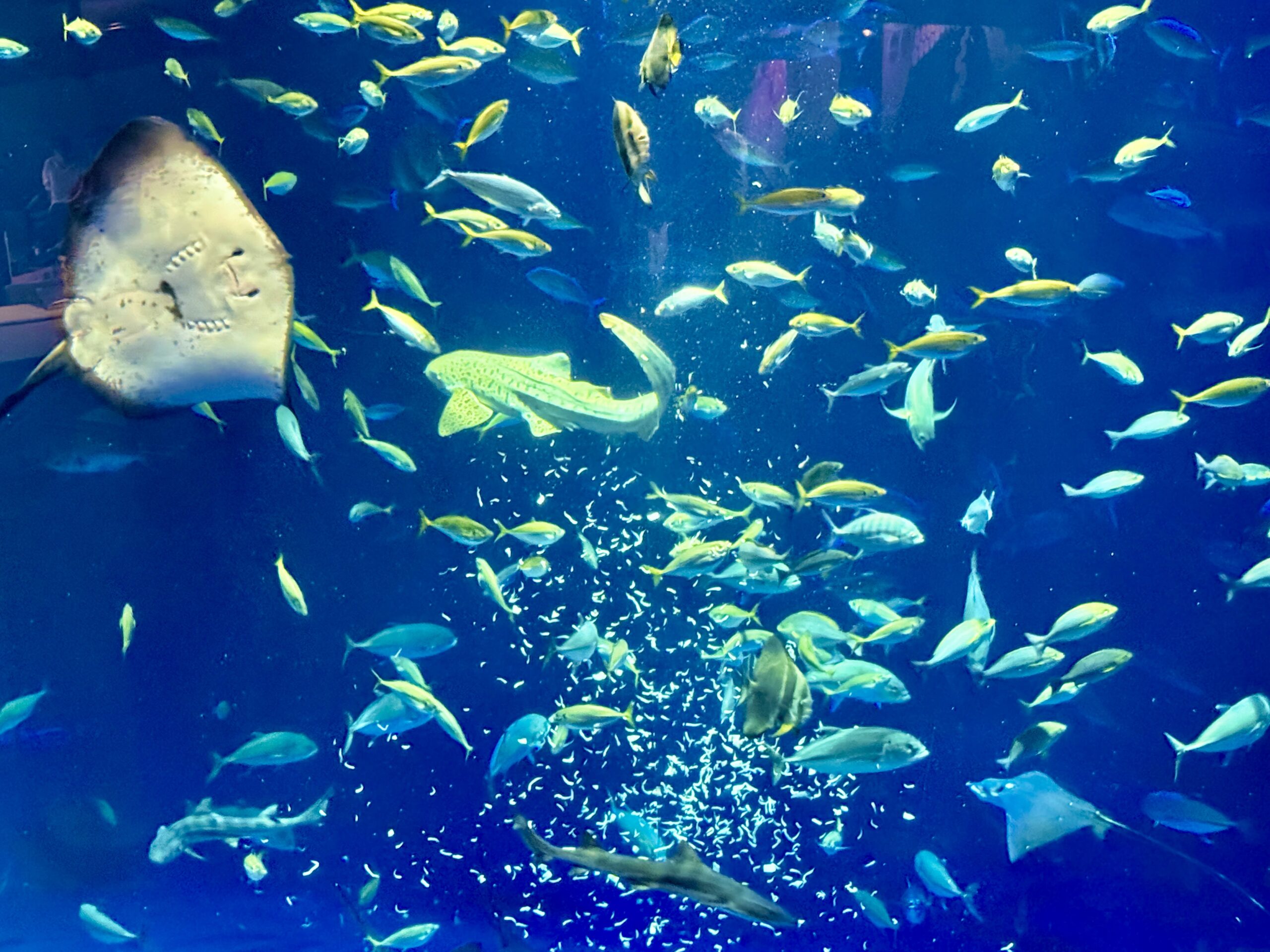 四国水族館　綿津見（わたつみ）の景