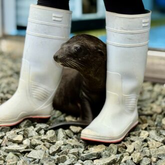 四国水族館　アシカの赤ちゃん