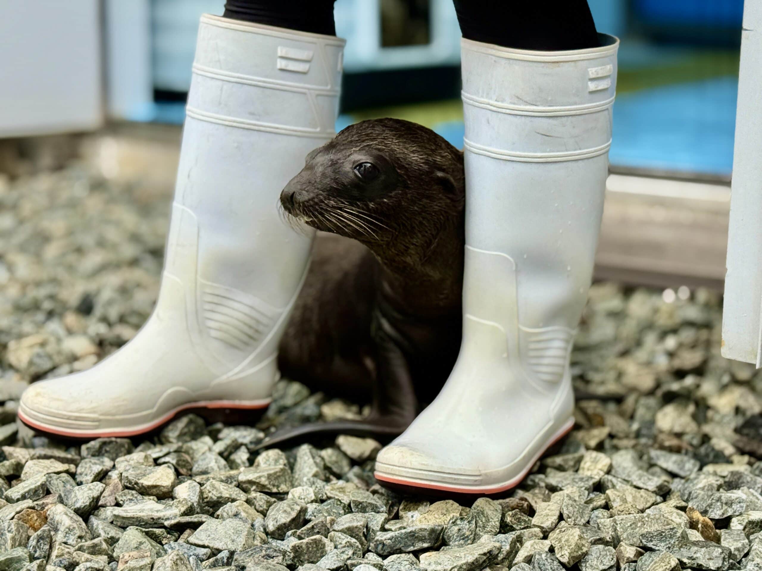 四国水族館　アシカの赤ちゃん